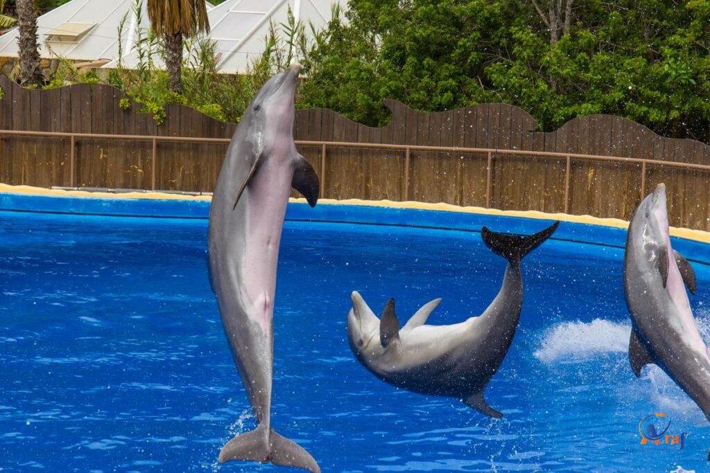 Trained Dolphin Show tour Bangkok Thailand