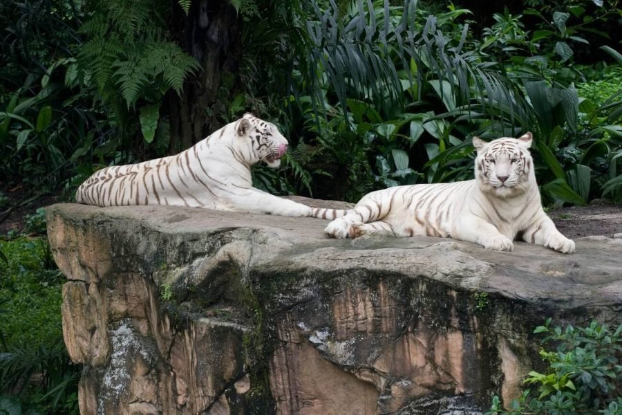 Gateway To Singapore in 4 Days | FREE Night Safari Tour